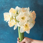 British Gamble Narcissus (Daffodil)