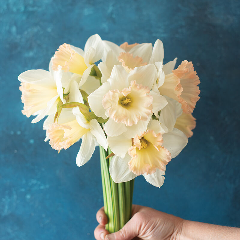 British Gamble Narcissus (Daffodil)