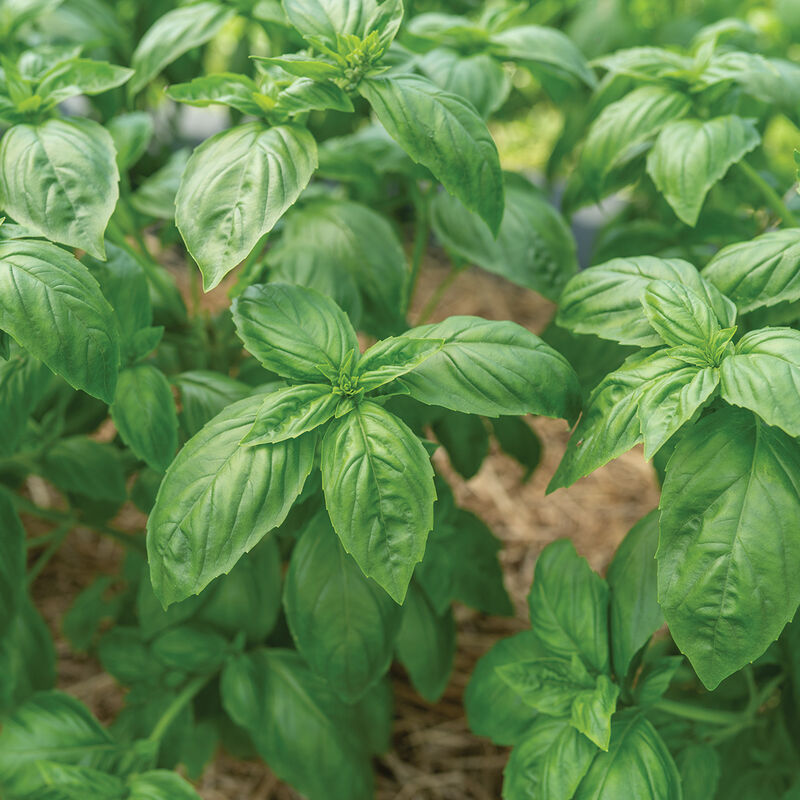 Noga Prospera&reg; Active DMR Genovese Basil