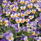 Penny&trade; Peach Jump-up Viola (Pansy)
