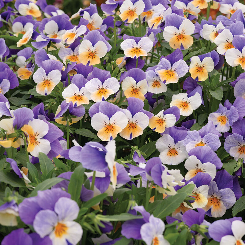 Penny&trade; Peach Jump-up Viola (Pansy)