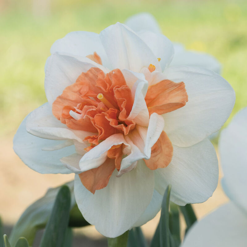 My Story&reg; Narcissus (Daffodil)