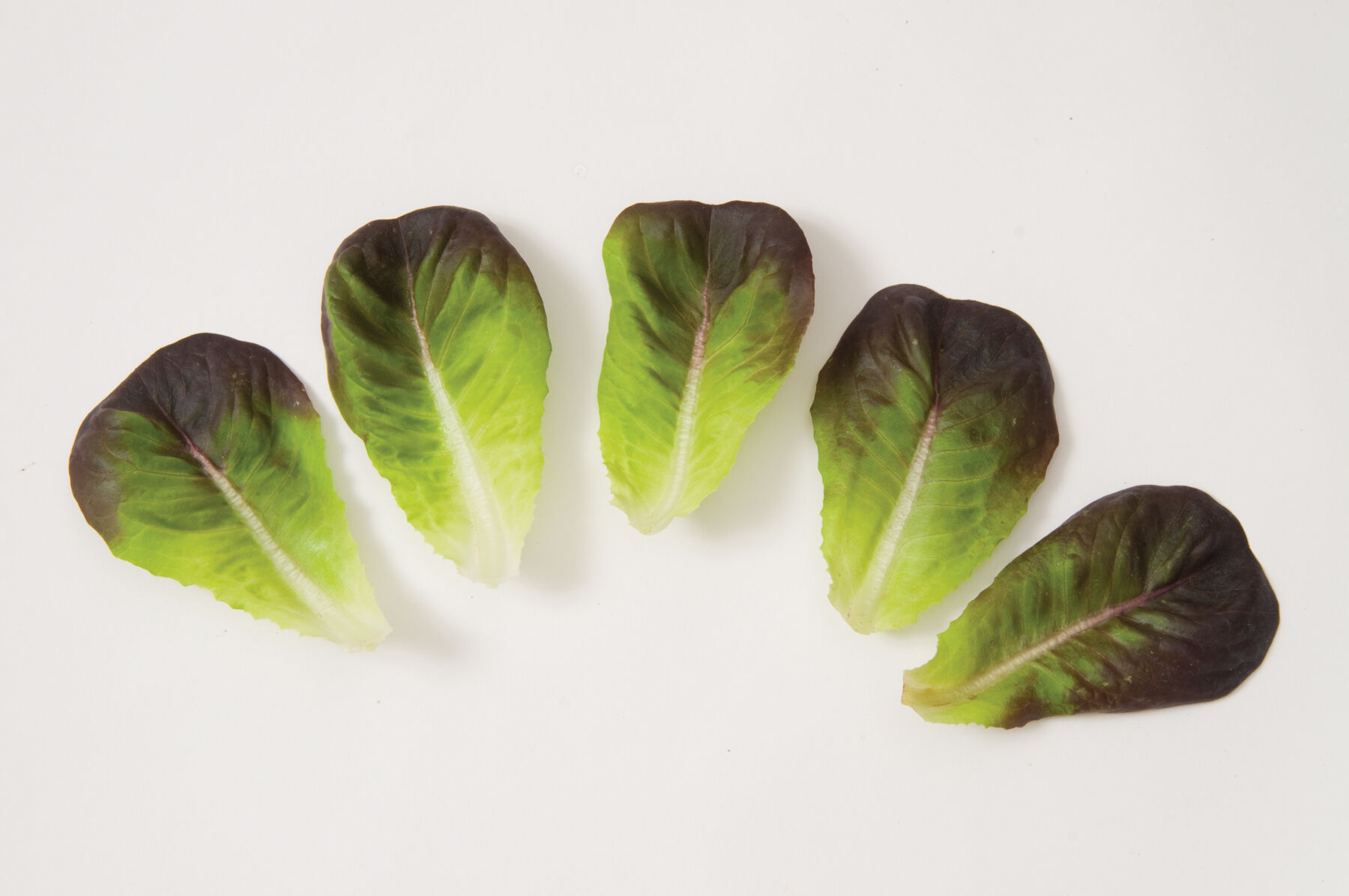 Davinci Salanova&reg; &ndash; Red Butter Salanova&reg; Lettuce