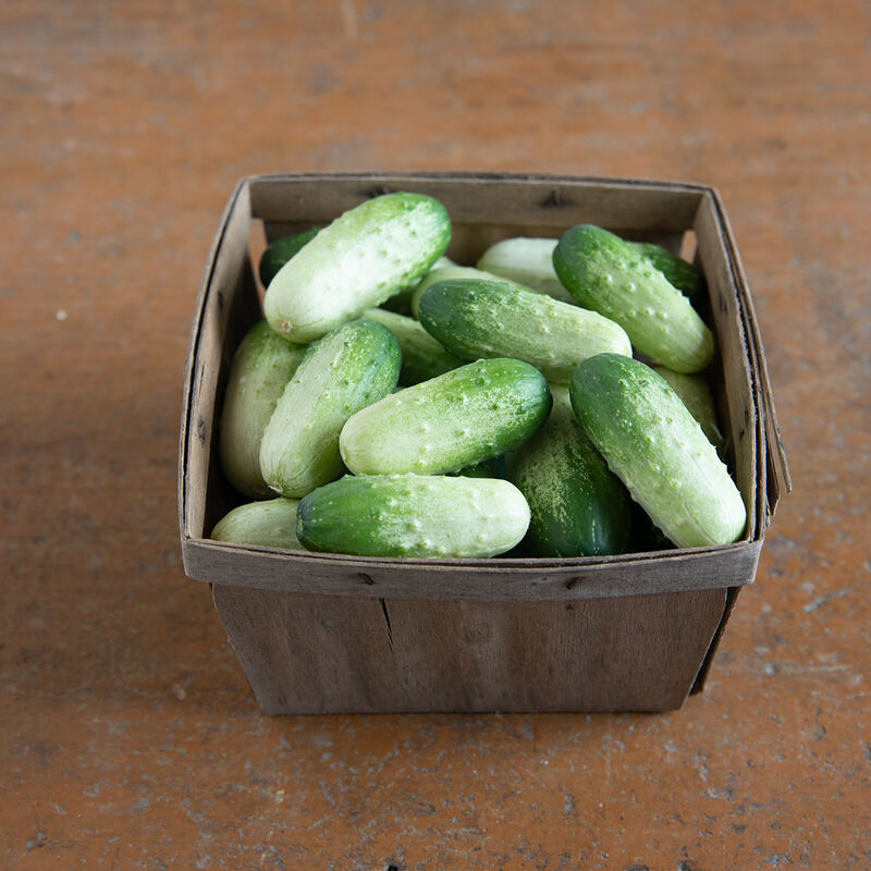 Quirk Specialty Cucumbers