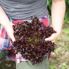 Yves Salanova&reg; &ndash; Red Tango Salanova&reg; Lettuce