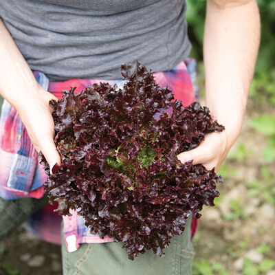 Yves Salanova&reg; &ndash; Red Tango Salanova&reg; Lettuce
