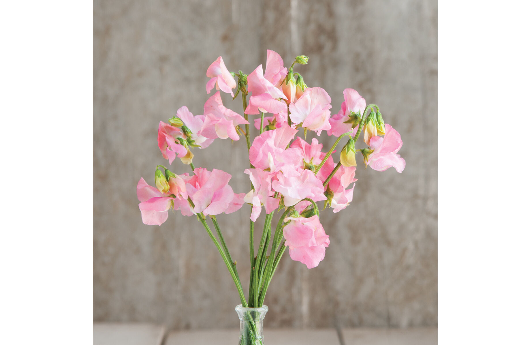Elegance Pink Diana Sweet Peas