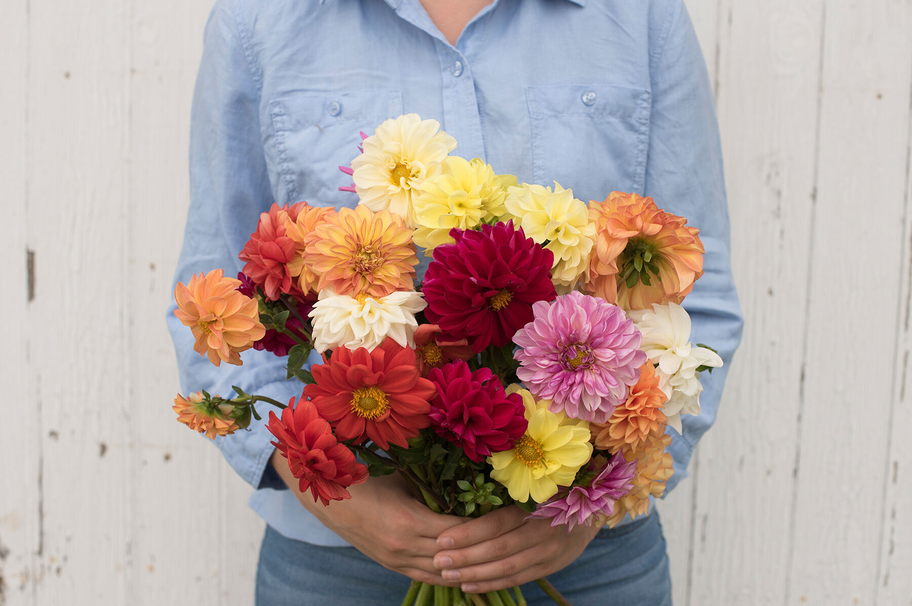 Giant Hybrid Mix Dahlia