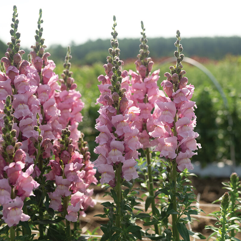 Cannes Lavender II&ndash;III Moderate/Warm Season (Groups 2&ndash;3)