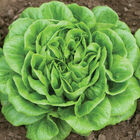 Higgs Salanova&reg; &ndash; Green Butter Salanova&reg; Lettuce