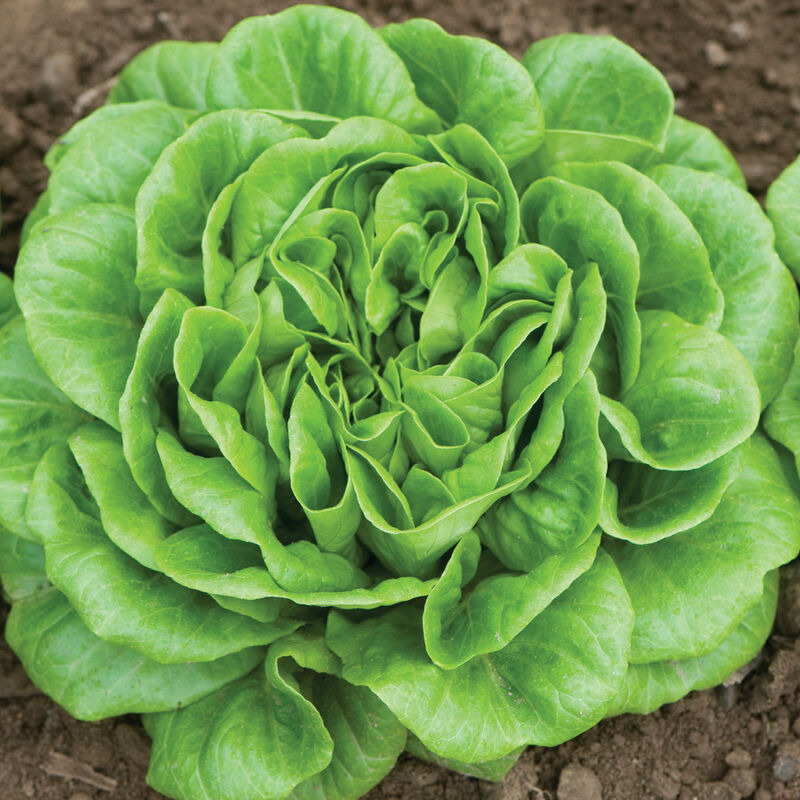 Higgs Salanova&reg; &ndash; Green Butter Salanova&reg; Lettuce