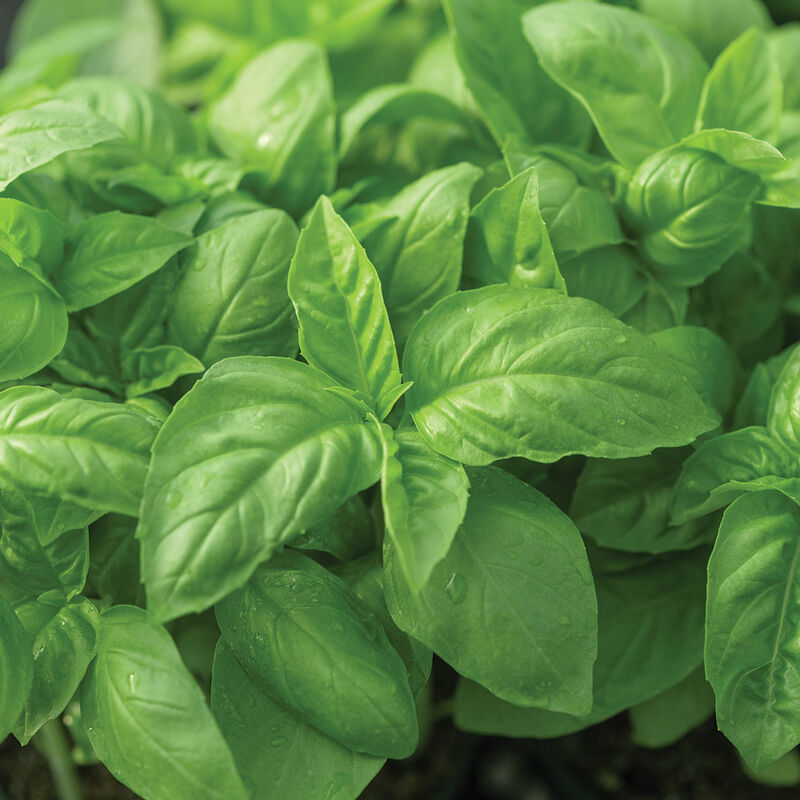 Prospera&reg; Italian Large Leaf DMR (ILL2) Italian Large Leaf Basil