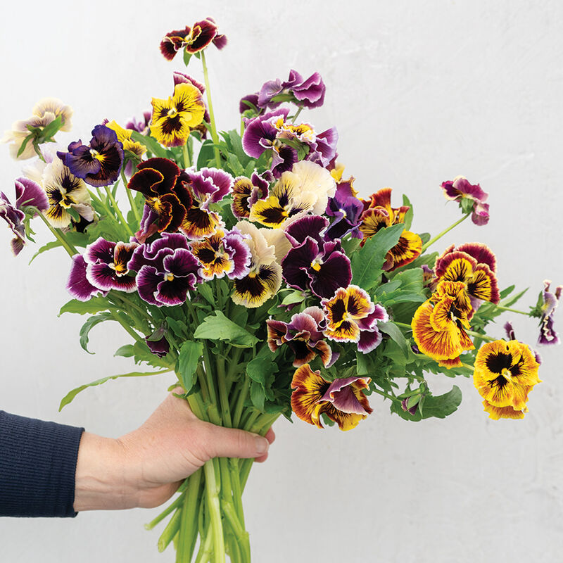 Rococo Frilled Mix Viola (Pansy)