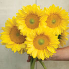 ProCut&reg; Yellow Lite Tall Sunflowers
