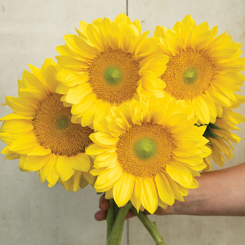 ProCut&reg; Yellow Lite Tall Sunflowers