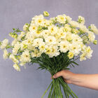 Butterfly&trade; Graces&reg; Ranunculus