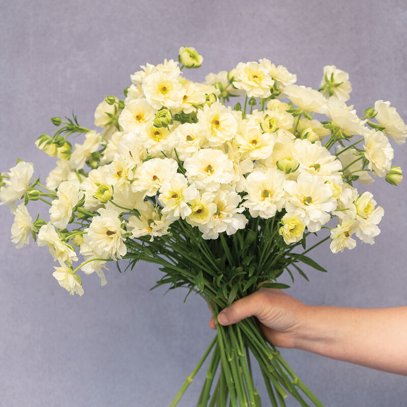 Butterfly&trade; Graces&reg; Ranunculus