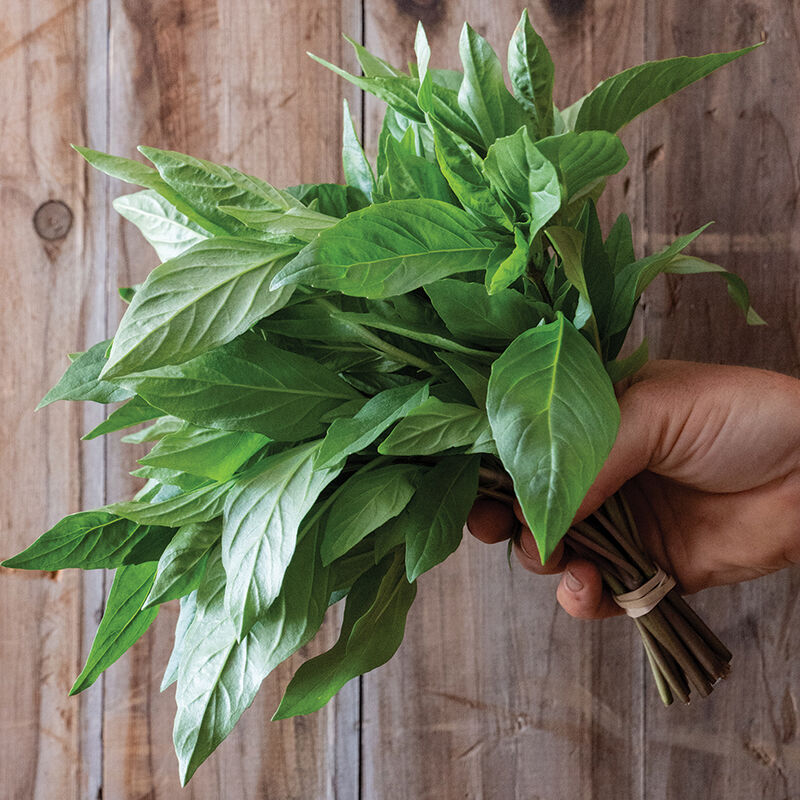 Thai Thai Prospera&reg; Active DMR Asian Basil