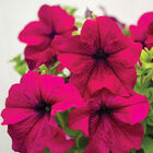 Dreams&trade; Burgundy Petunia