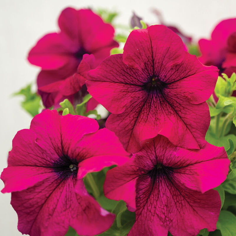 Dreams&trade; Burgundy Petunia