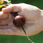 Babybeat Round Red Beets