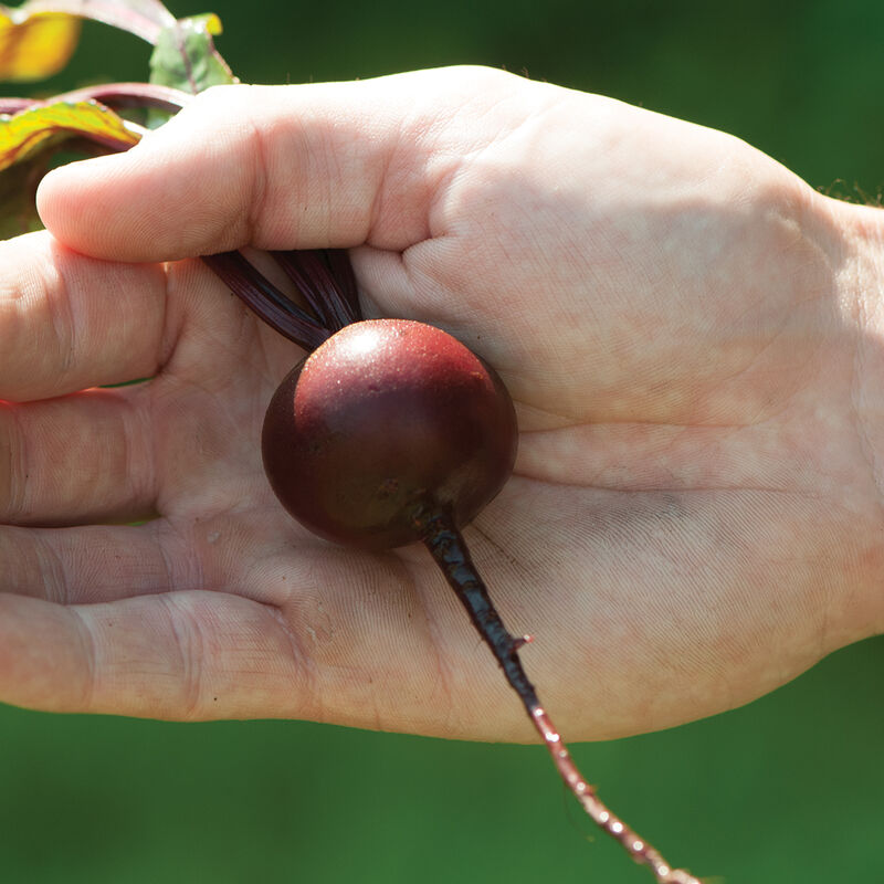 Babybeat Round Red Beets