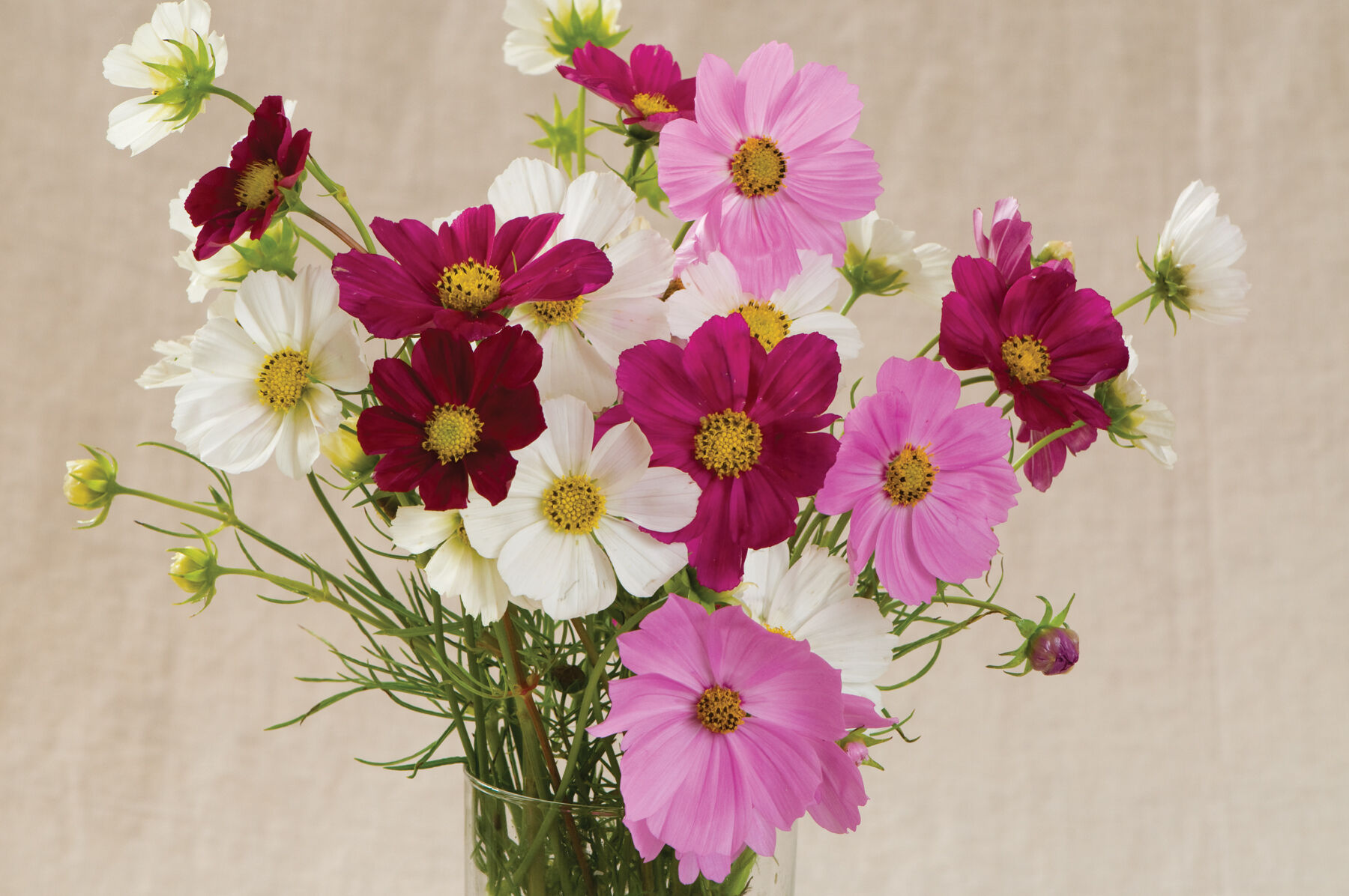 Versailles Mix Cosmos