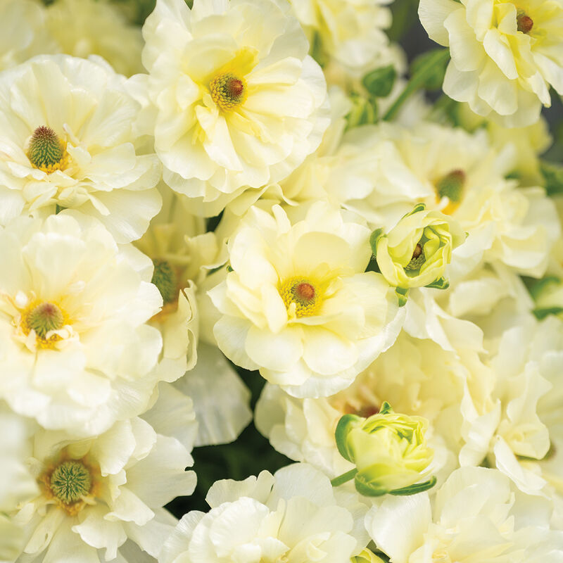 Butterfly&trade; Graces&reg; Ranunculus