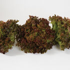 Andiron Salanova&reg; &ndash; Red Incised Salanova&reg; Lettuce