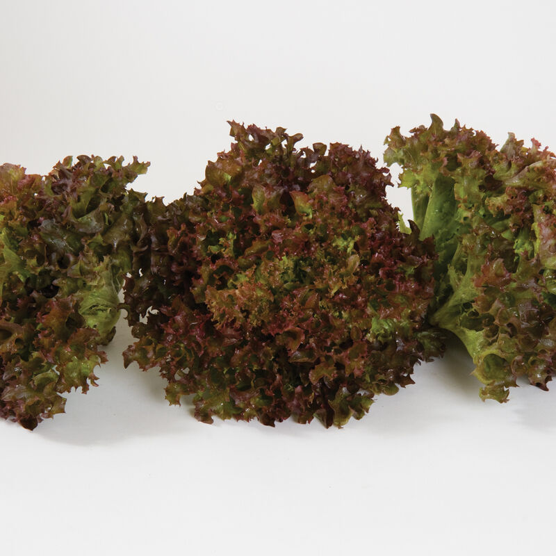 Andiron Salanova&reg; &ndash; Red Incised Salanova&reg; Lettuce