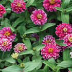 Double Zahara&trade; Raspberry Ripple Zinnias