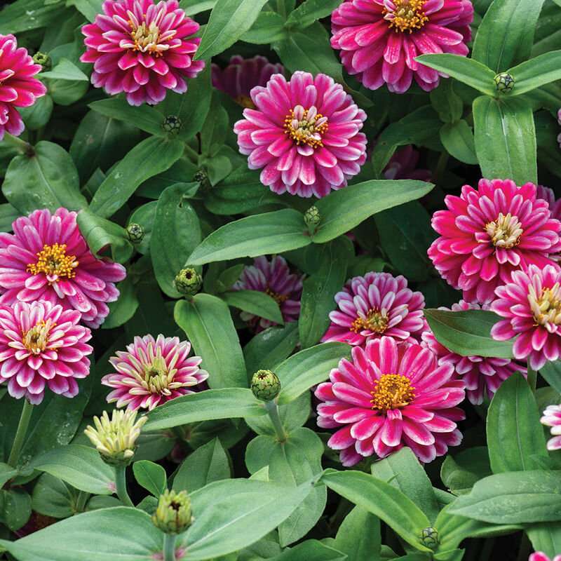 Double Zahara&trade; Raspberry Ripple Zinnias