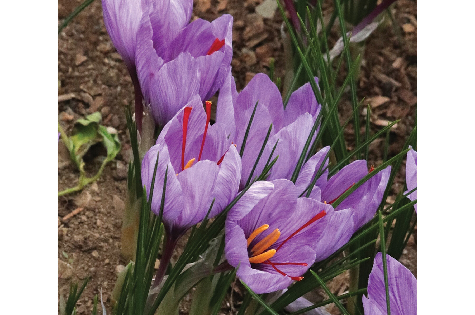 Saffron Crocus Saffron Crocus