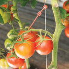 Stemhooks &ndash; 500 Count Trellising & Crop Supports