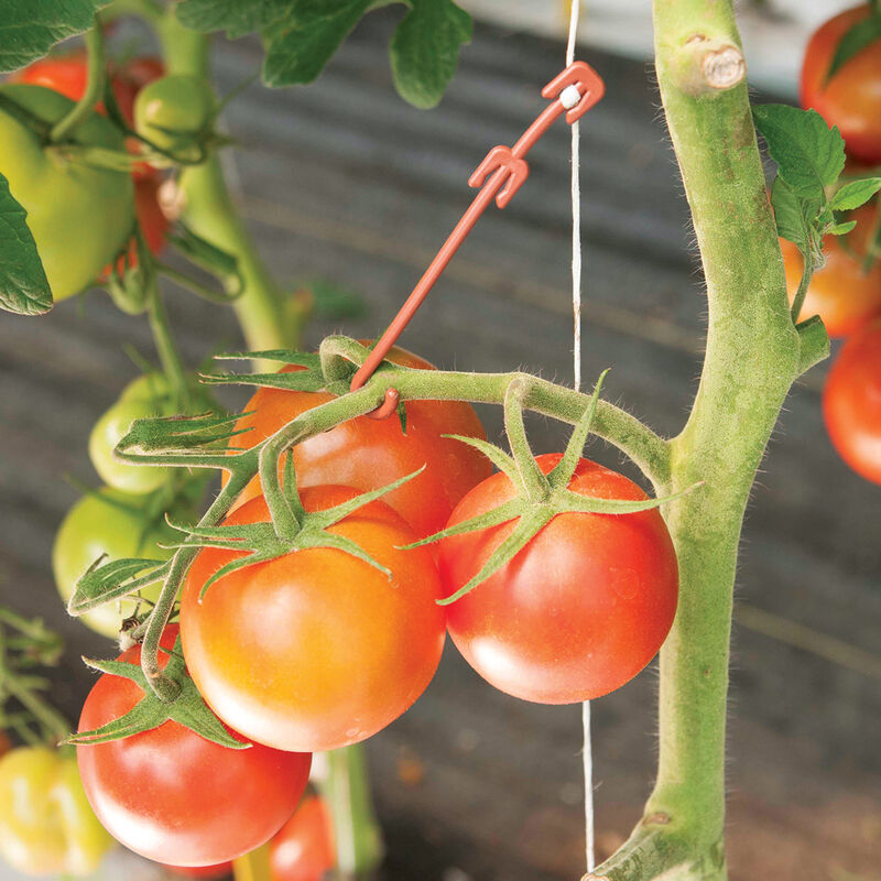 Stemhooks &ndash; 500 Count Trellising & Crop Supports