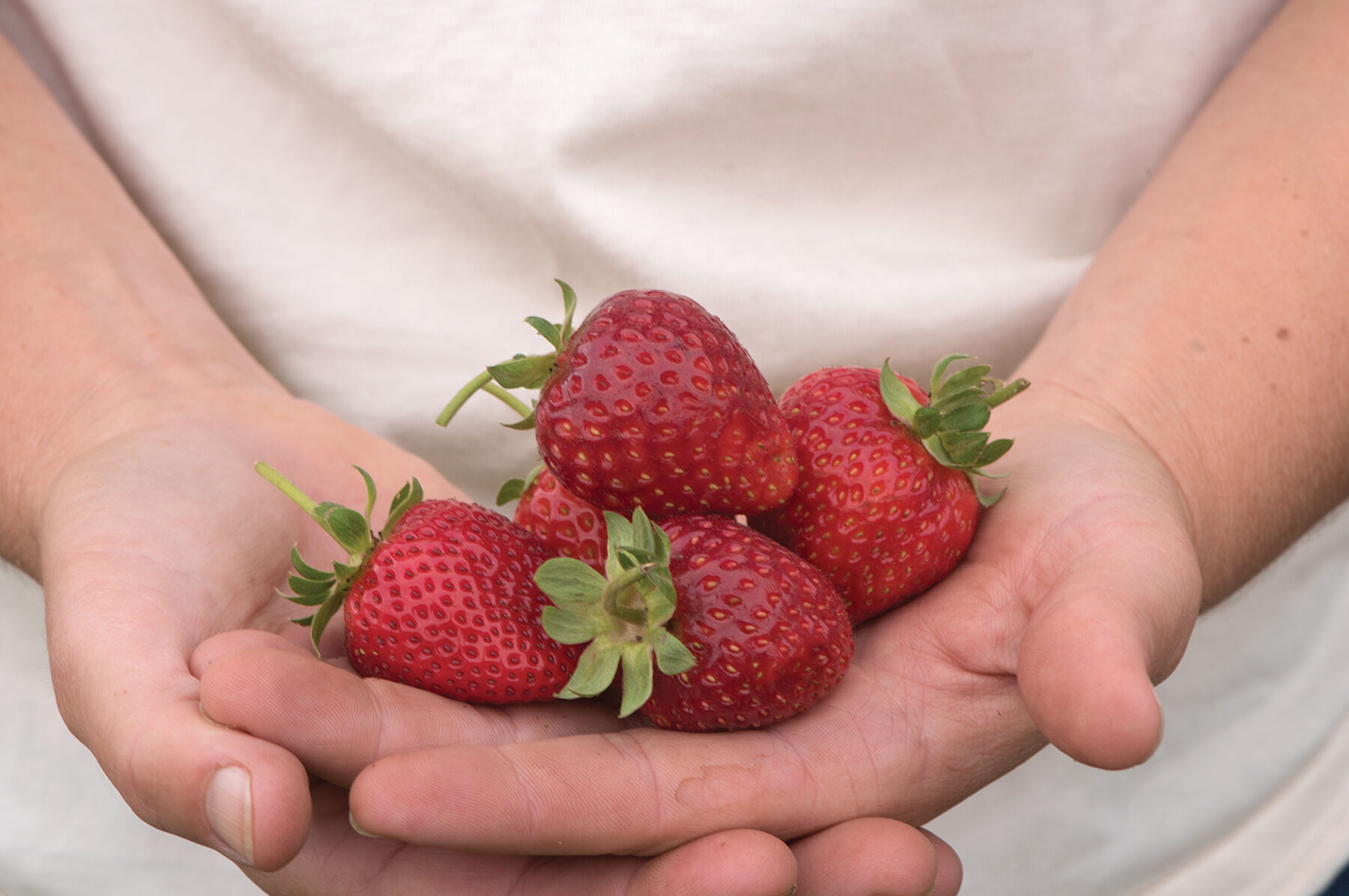 Albion &ndash; Spring-Planted Fall-Planted Strawberry Plants