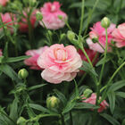Butterfly&trade; Hera&reg; Ranunculus