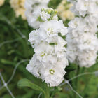 StoX&reg; White Stock