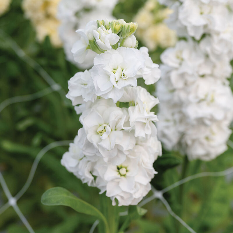 StoX&reg; White Stock