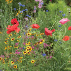 Northern Lights Mix Wildflower Mixes