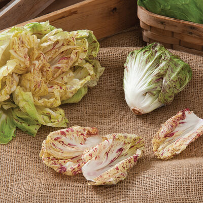 Bel Fiore Chicory