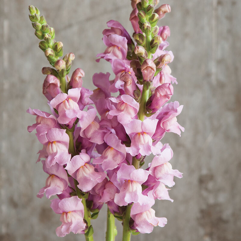Potomac Lavender Warm Season (Groups 3&ndash;4)