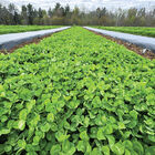 Dutch White Clover Cover Crops