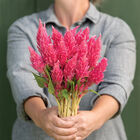 Sunday&trade; Bright Pink Celosia