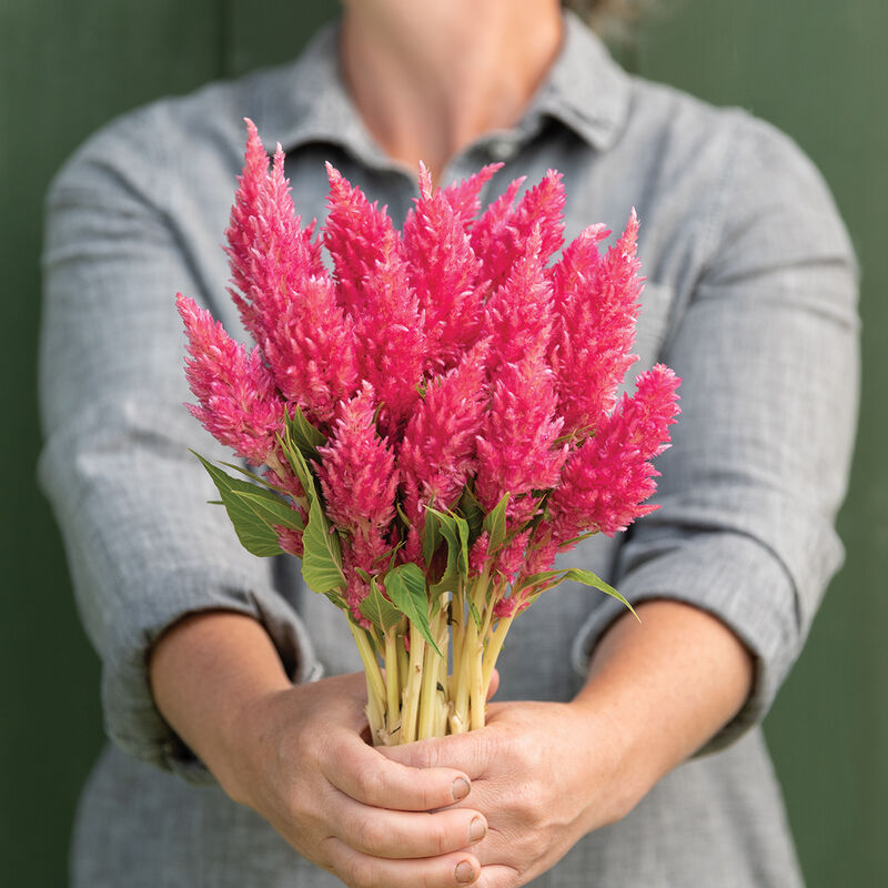 Sunday&trade; Bright Pink Celosia