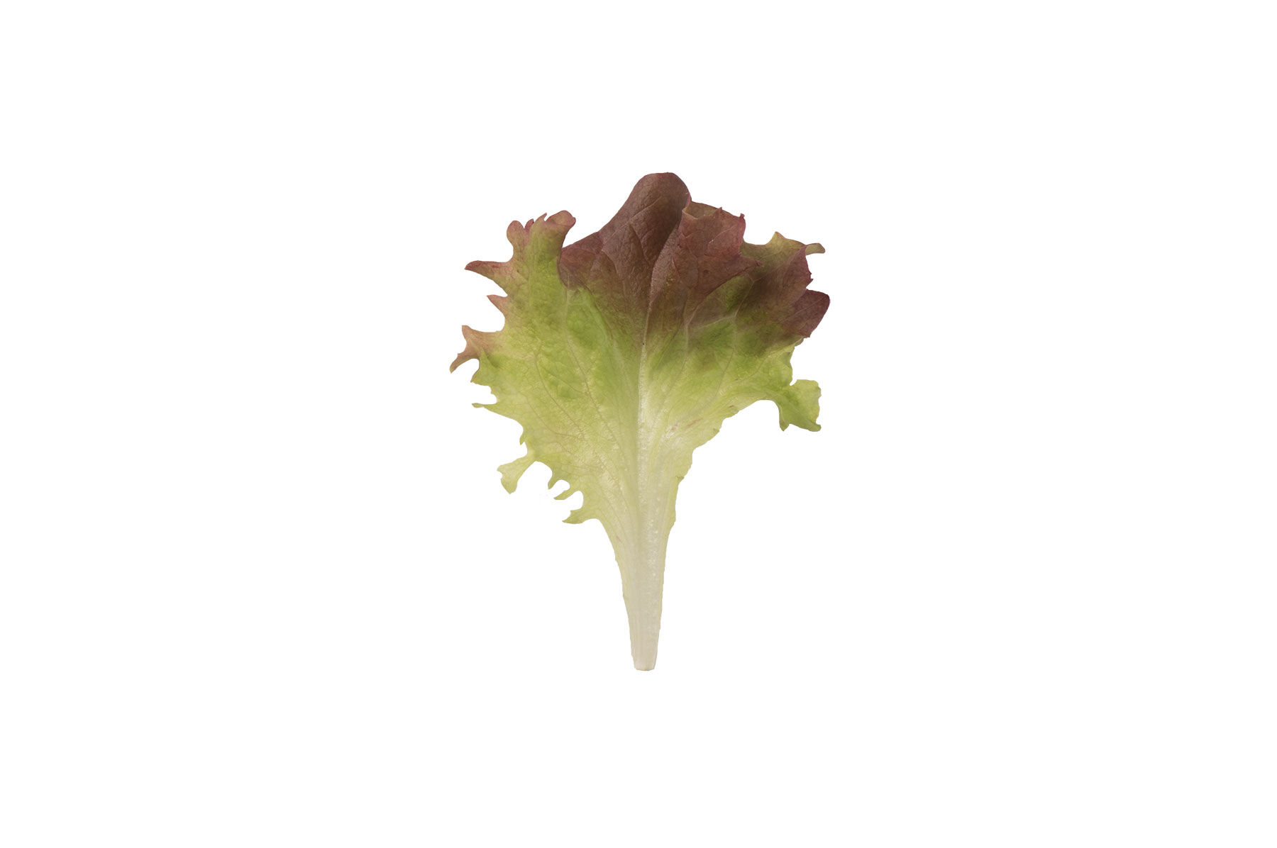 Dark Red Lollo Rossa Lollo Lettuce