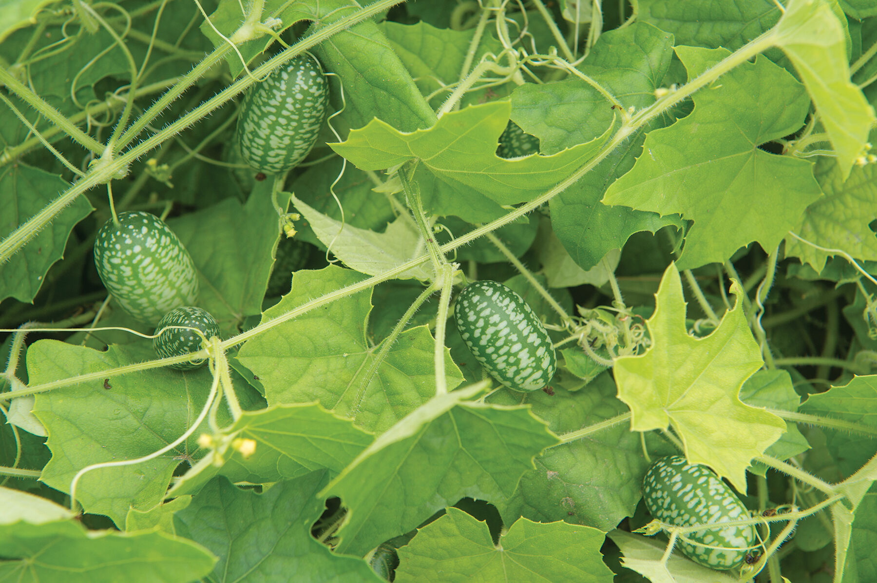 Mexican Sour Gherkin Specialty Cucumbers