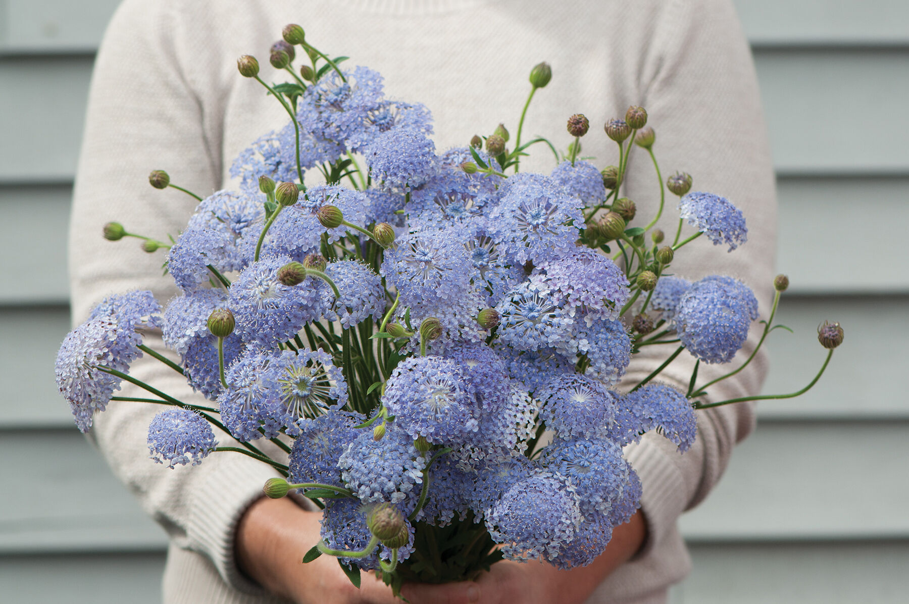 Lacy Lavender Blue Didiscus