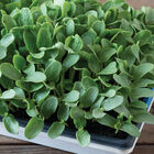 Melon Shoots