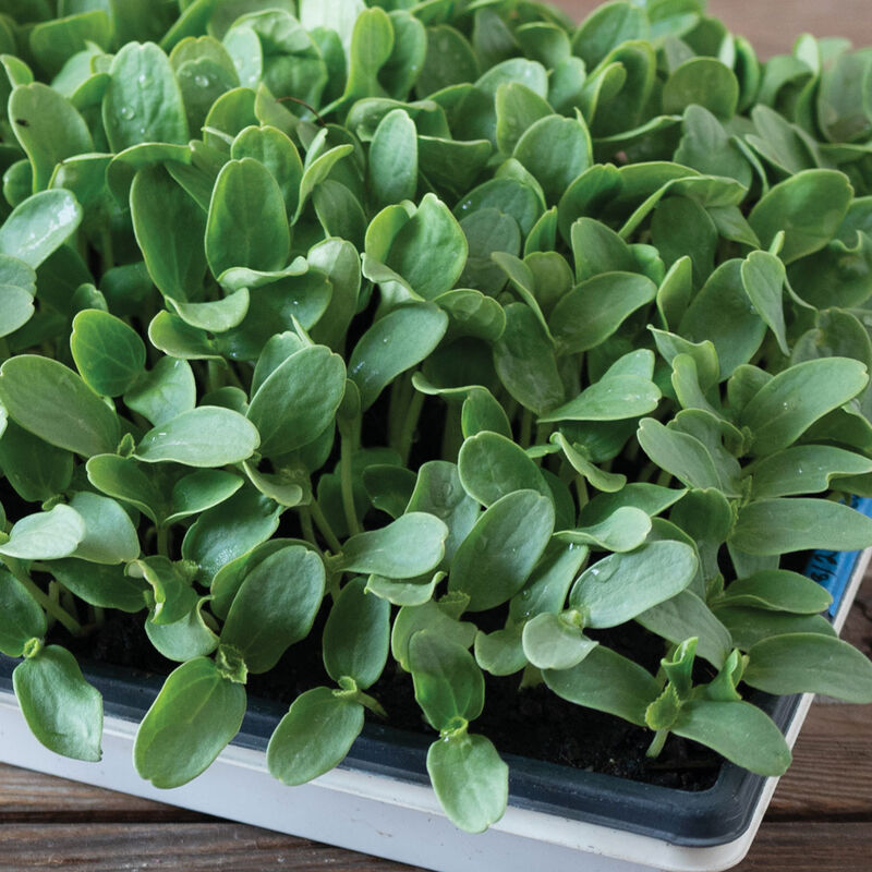 Melon Shoots